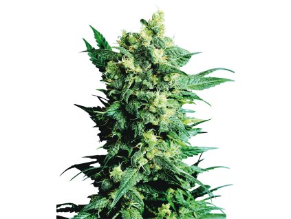 74145 sensi seeds shiva shanti ii regular
