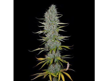 74163 sumo seeds appleberry feminizovana