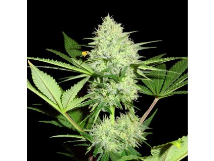 74166 sumo seeds berries cheese feminizovana