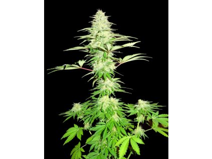 74169 sumo seeds blue nitro haze feminizovana