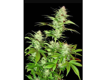 74172 sumo seeds critical chronic auto feminizovana autoflowering