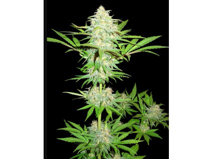 74184 sumo seeds cali gangsta kush feminizovana