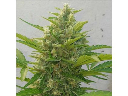 74193 sumo seeds deep purple haze auto feminizovana autoflowering
