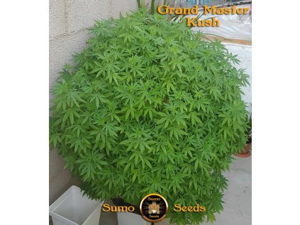 74196 sumo seeds grand master kush regulerni