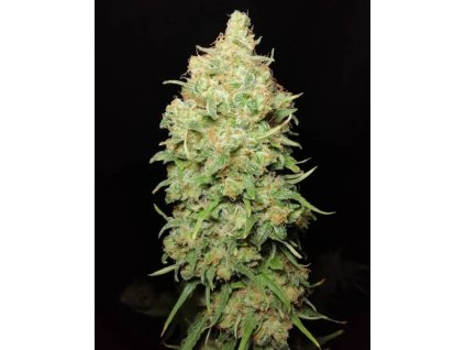 74199 sumo seeds goji haze feminizovana