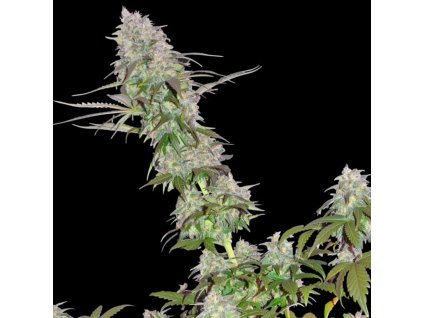 74202 sumo seeds green mango feminizovana