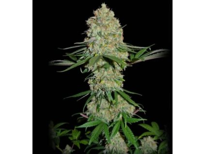 74223 sumo seeds silver buddha haze feminizovana