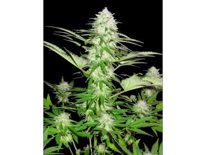 74226 sumo seeds sweet harlem diesel feminizovana