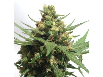 74232 sumo seeds sumo s og kush auto feminizovana autoflowering