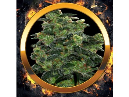 74235 sumo seeds santa maria auto feminizovana autoflowering