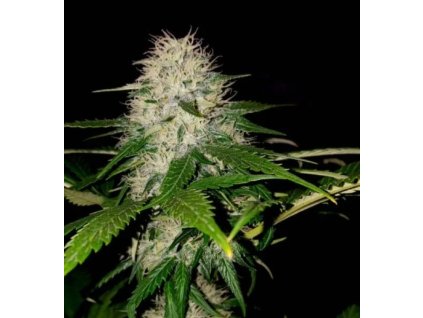 74238 sumo seeds sumo s og kush feminizovana