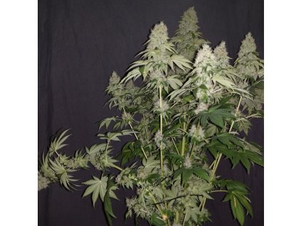 74250 sumo seeds white caramel cookie feminizovana
