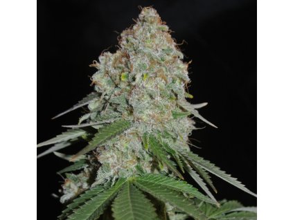 74259 sumo seeds white widow original regulerni