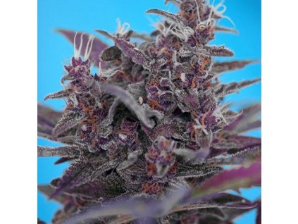 74265 sweet seeds auto black cream feminizovana autoflowering