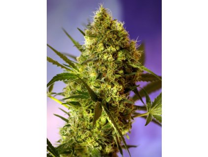74268 sweet seeds auto big devil 2 feminizovana autoflowering