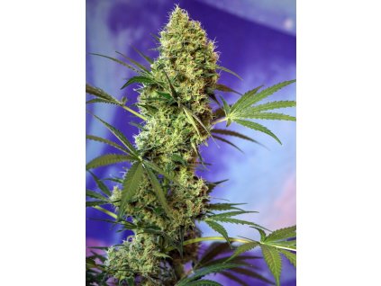 74271 sweet seeds auto big devil feminizovana autoflowering