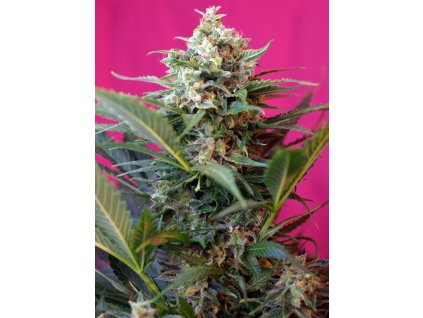 74274 sweet seeds auto big devil xl feminized autoflowering