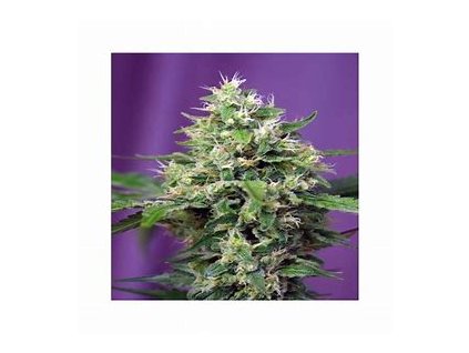 74277 sweet seeds auto blow mind feminizovana autoflowering