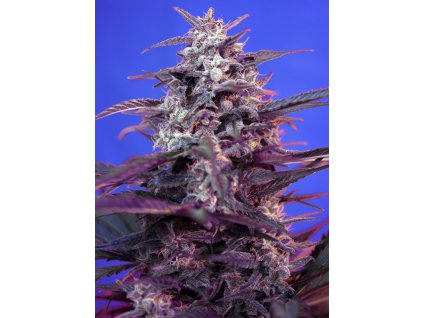 74280 sweet seeds auto bloody skunk feminizovana autoflowering