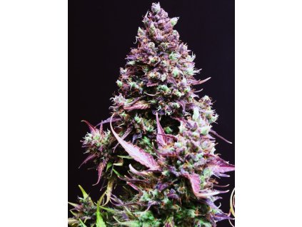 74283 sweet seeds auto cream caramel feminized autoflowering