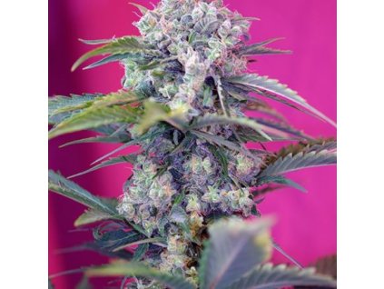 74286 sweet seeds auto cream mandarine feminizovana autoflowering