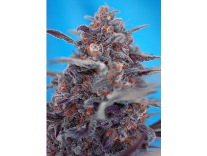 74292 sweet seeds auto devil cream feminizovana autoflowering