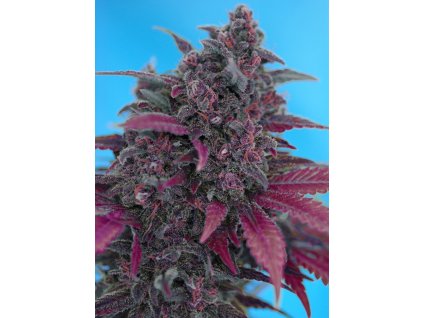 74295 sweet seeds auto dark devil feminized autoflowering