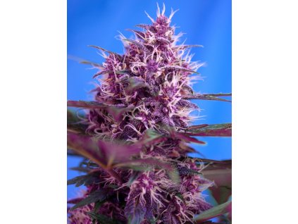 74316 sweet seeds auto red poison feminized autoflowering