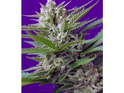 74322 sweet seeds auto speed devil 2 feminizovana autoflowering