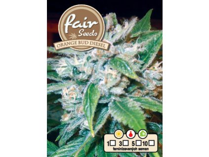 fair seeds ORANGE BUD DIESEL 2020