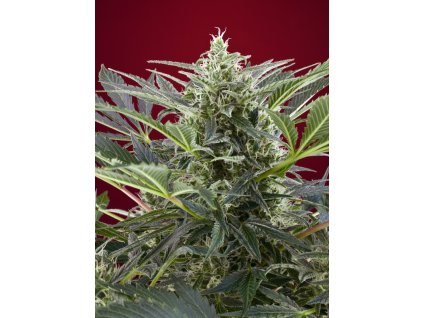 74337 sweet seeds cream 47 feminized