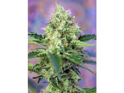 74343 sweet seeds crystal candy feminized