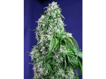 74349 sweet seeds big devil f1 feminizovana