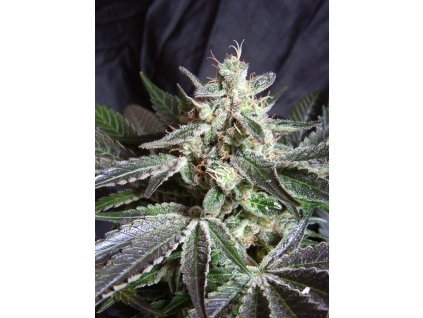 74352 sweet seeds black jack f1 feminizovana