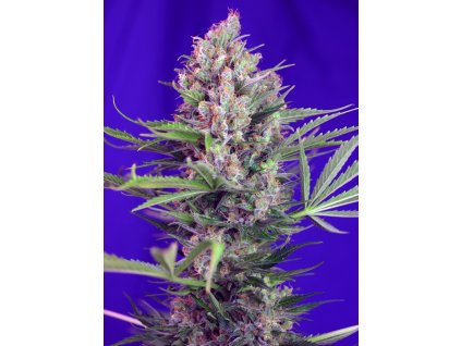 74358 sweet seeds cream mandarine f1 feminized fast