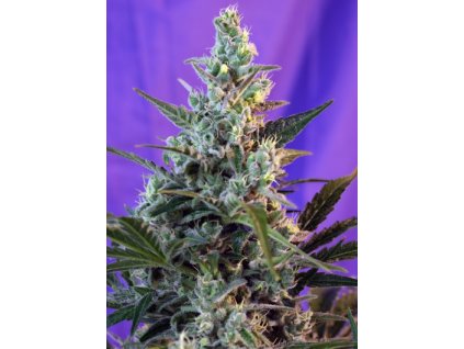 74376 sweet seeds sweet skunk f1 feminized fast
