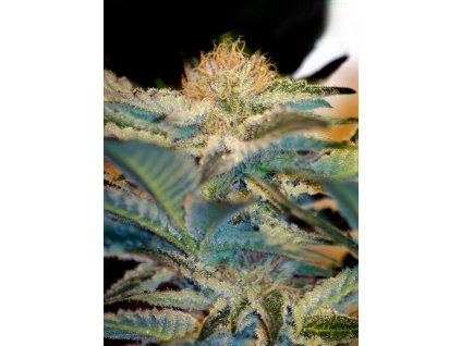 74397 sweet seeds mohan ram feminized