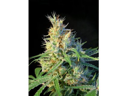 74400 sweet seeds psicodelicia feminized