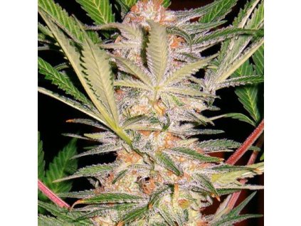 74403 sweet seeds s a d sweet afgani delicious s1 feminized