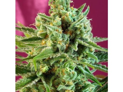 74409 sweet seeds s a d sweet afgani delicious cbd feminizovana