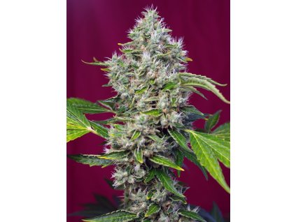 74412 sweet seeds san fernando lemon kush feminized