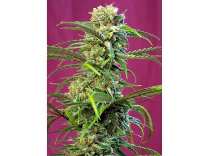 74418 sweet seeds sweet thai feminized