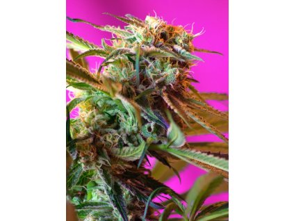 74421 sweet seeds wild rose feminized