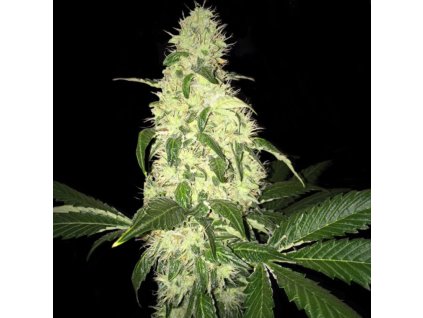 74424 t h seeds afghaniberry limitovana edice regulerni
