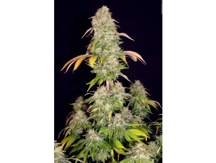 74427 t h seeds akorn feminized