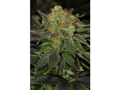 74439 t h seeds bubblegum feminized
