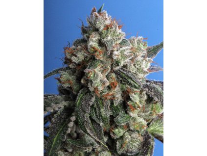 74442 t h seeds burmese kush feminizovana