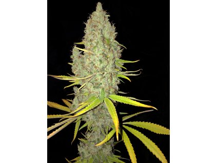 74445 t h seeds chicle aka bubbledawg feminized