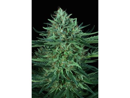 74451 t h seeds cold creek kush regular