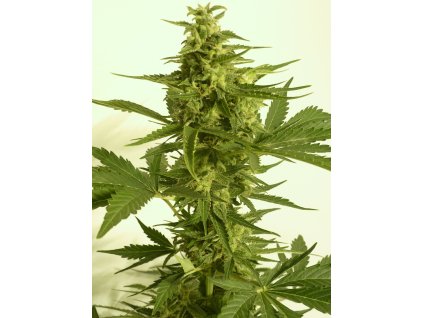 74457 t h seeds auto critical hog feminized autoflowering